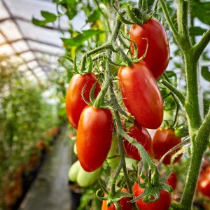 pomidor bawole serce kakaowiec