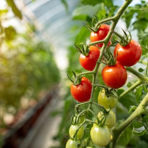 pomidor czereśniowy