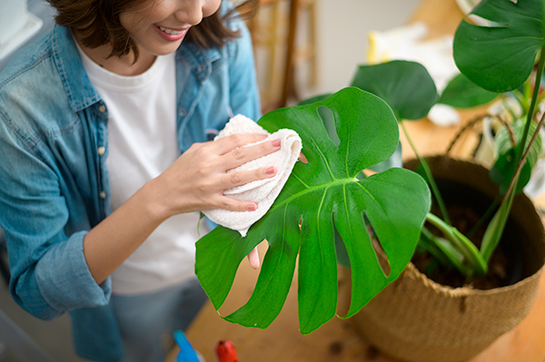 chusteczki do storczyków
