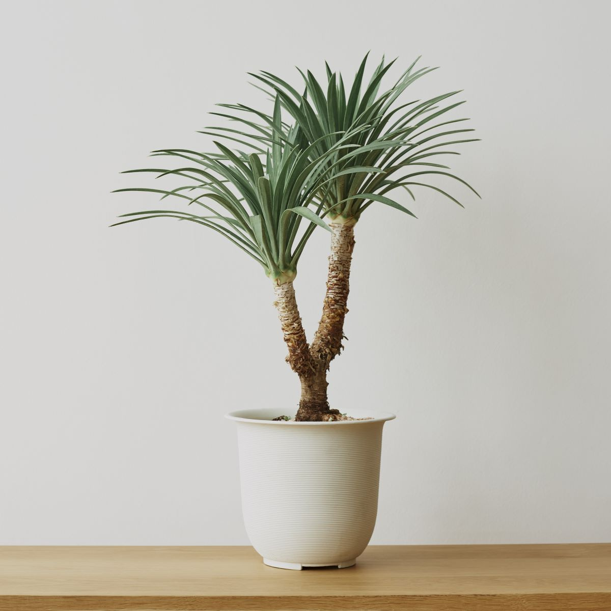 dracena