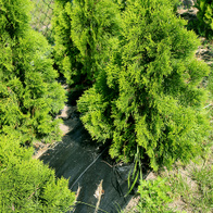 Agrotkanina czarna pod korę i kamyczki FLAWIA 1,6 x 100 m