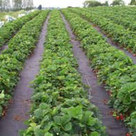 Agrotkanina HORTENIA, czarna o wymiarach 1,6m x 50m, do głuszenia chwastów