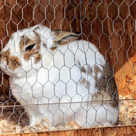 Siatka Hex z drobnym oczkiem 1,3cm, 50mb ocynkowana