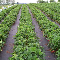 Agrowłóknina SOFIA Czarna 3,2m x 5m