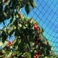 Siatka do ochrony przed ptakami 7,5x7,5m