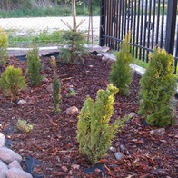 Agrowłóknina SOFIA Czarna 1,6m x 5m idealna pod iglaki