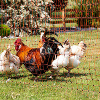 Siatka elektryczna wysoka dla koni, drobiu 112cm/50m