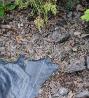 Agrotkanina czarna 0,8m x 50m, typ FLAWIA, rolka