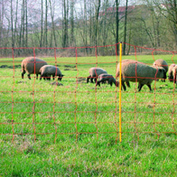 Siatka dla owiec 90cm/50m