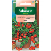 Pomidor gruntowy karłowy, koktajlowy, balkonowy nasiona BAJAJA VILMORIN 0,5 g