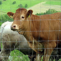 Siatka leśna 200/19/15 ocynkowana- drut 2,1x 1,7mm