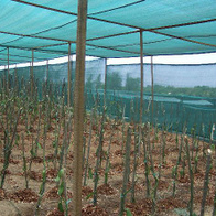 Siatka mało cieniująca 38 g/mkw 4x66m