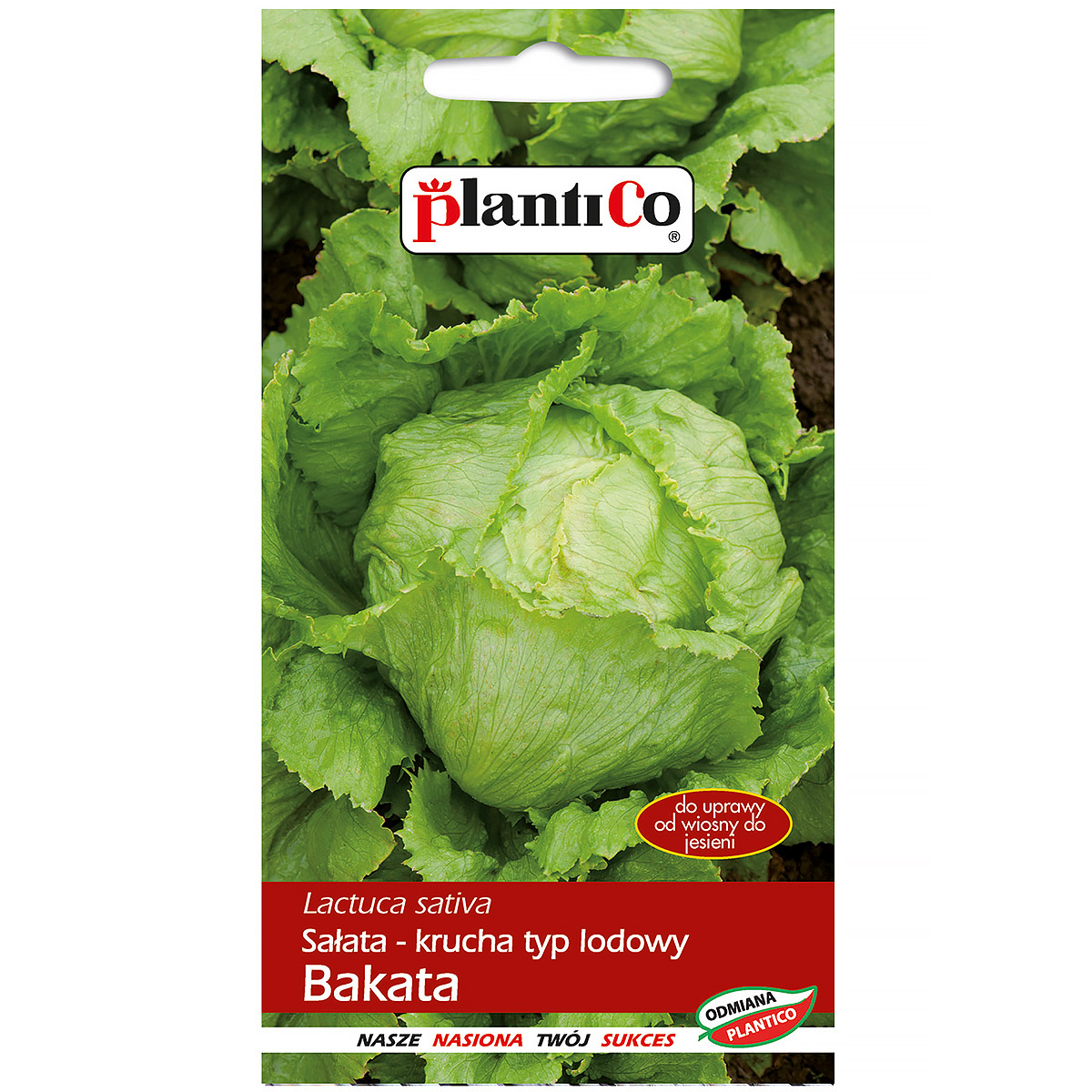 Sałata Krucha Bakata nasiona Plantico 1 g