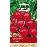 Rzodkiewka Wczesna Galaxy nasiona Plantico 10 g