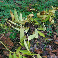 Siatka przeciw opadającym liściom 4,8 x 10 metra