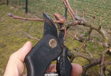 Jak zwiększyć plonowanie drzew owocowych poprzez prawidłowe cięcie?