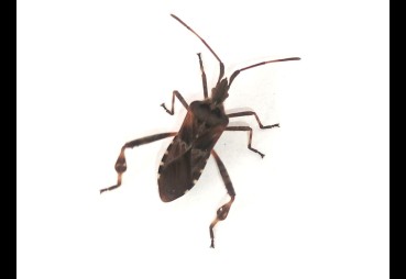 Co to za owad? Wtyk amerykański atakuje Polskę – jak się go pozbyć